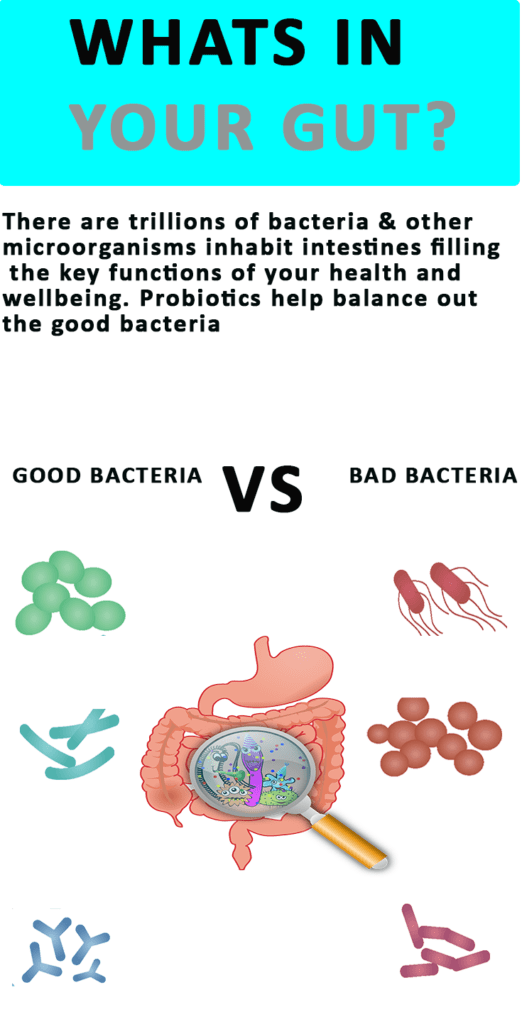 good vs bad bacteria in gut diagram