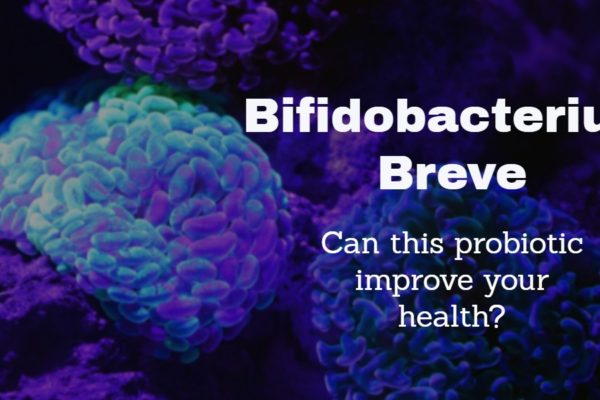 Bifidobacterium Breve