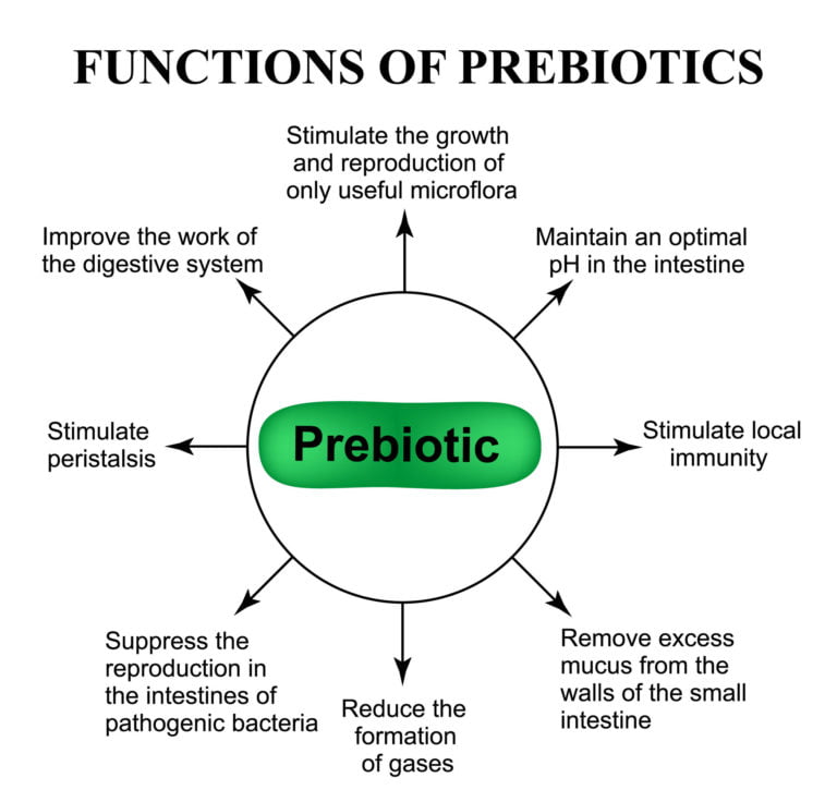 Graphic explaining what prebiotics are