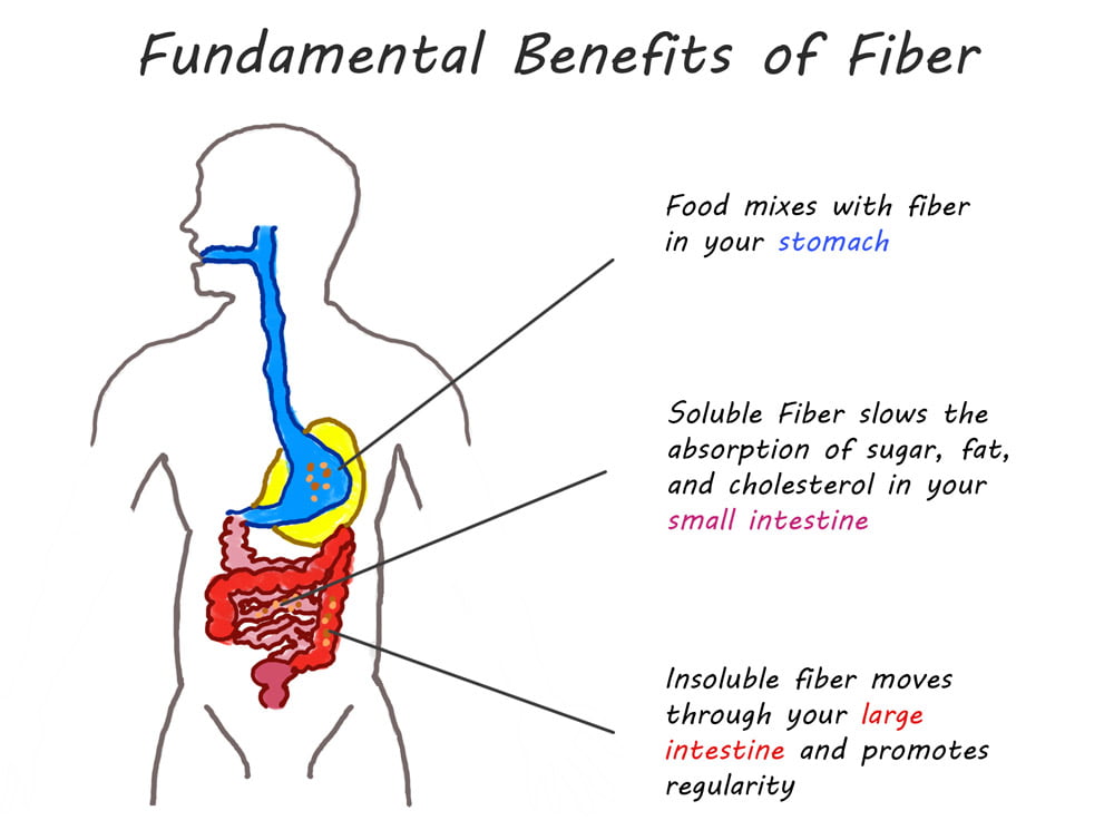 Image of an illustration showing the benefits of prebiotic fiber